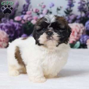 Roscoe, Shih Tzu Puppy